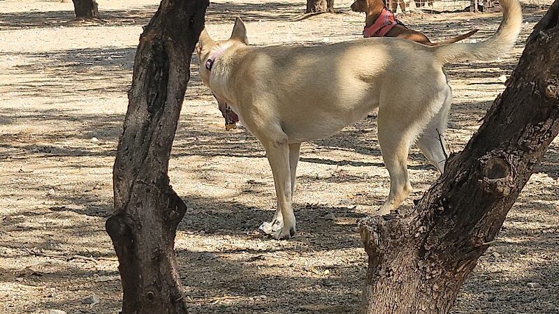Smiling Dog Ranch Dog Park - Tucson, AZ