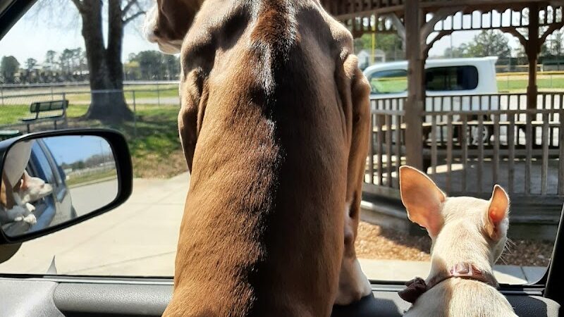 Pet Village Bark Park - Tullahoma, TN