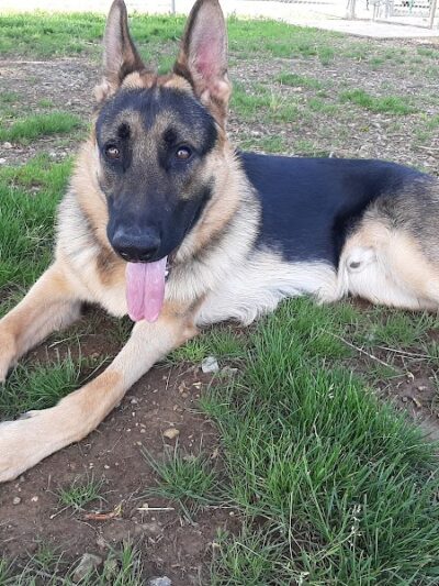 Pet Village Bark Park - Tullahoma, TN