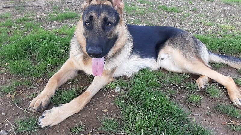 Pet Village Bark Park - Tullahoma, TN