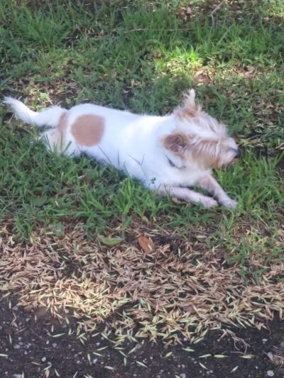 Pet Village Bark Park - Tullahoma, TN