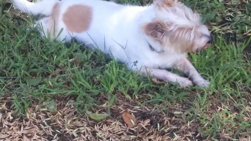 Pet Village Bark Park - Tullahoma, TN