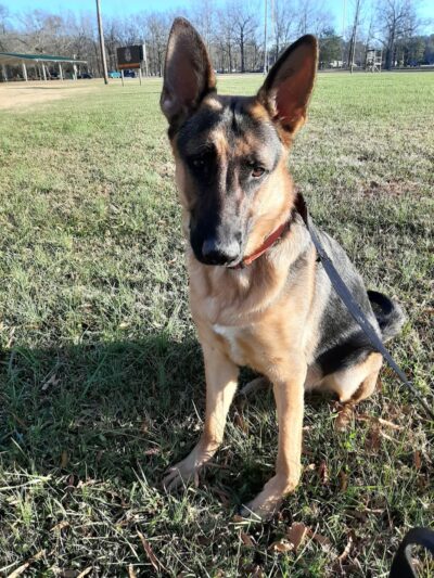 Pet Village Bark Park - Tullahoma, TN