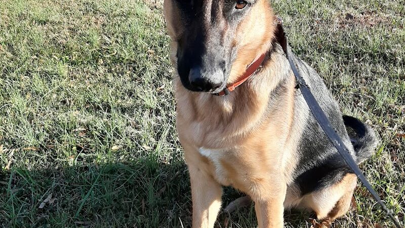 Pet Village Bark Park - Tullahoma, TN