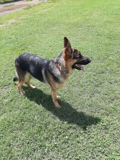 Pet Village Bark Park - Tullahoma, TN