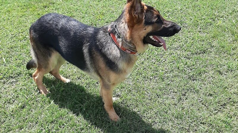 Pet Village Bark Park - Tullahoma, TN