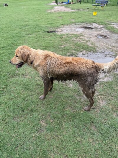 Biscuit Acres Dog Park - Tulsa, OK