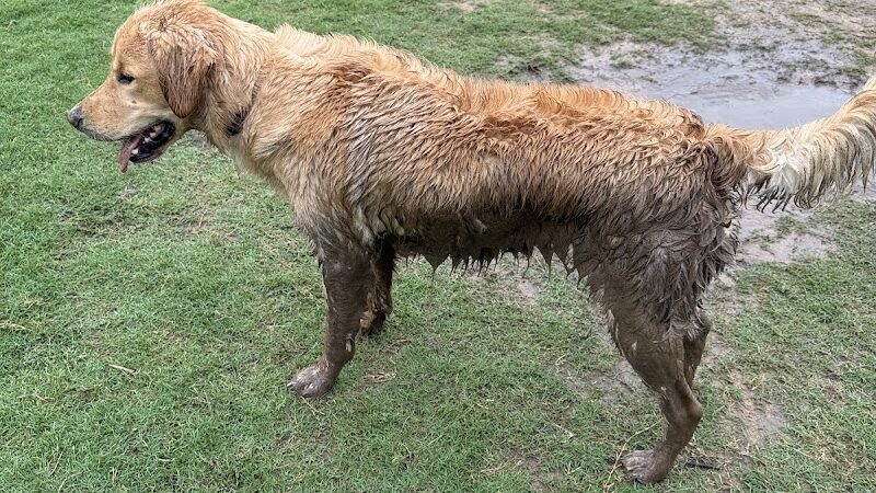 Biscuit Acres Dog Park - Tulsa, OK