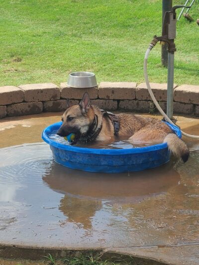 Biscuit Acres Dog Park - Tulsa, OK