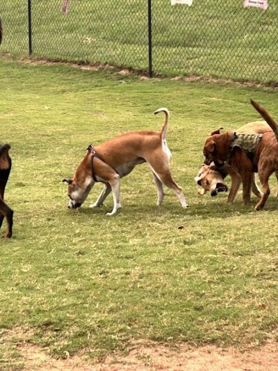 Biscuit Acres Dog Park - Tulsa, OK