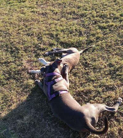 Biscuit Acres Dog Park - Tulsa, OK