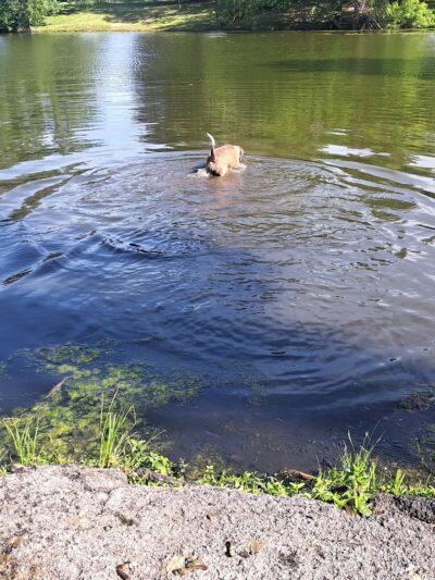 Biscuit Acres Dog Park - Tulsa, OK