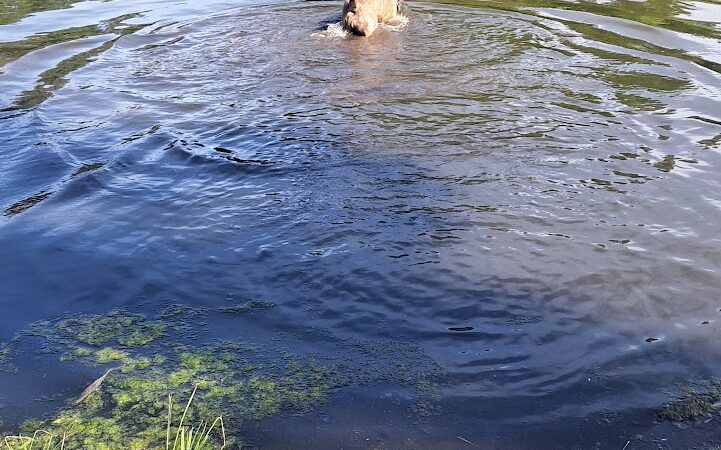 Biscuit Acres Dog Park - Tulsa, OK