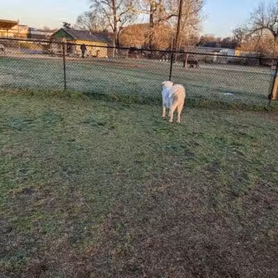 Joe Station Dog Park - Tulsa, OK