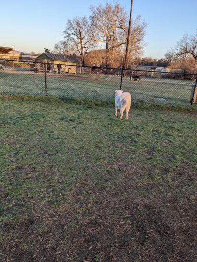 Joe Station Dog Park - Tulsa, OK
