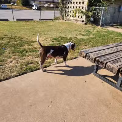 Joe Station Dog Park - Tulsa, OK