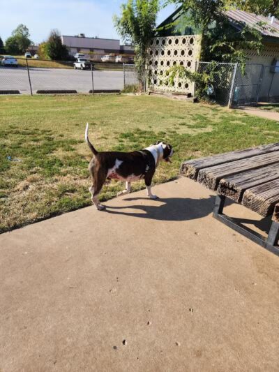 Joe Station Dog Park - Tulsa, OK