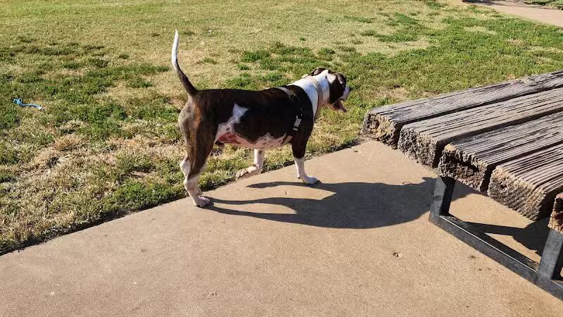 Joe Station Dog Park - Tulsa, OK