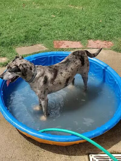 Joe Station Dog Park - Tulsa, OK