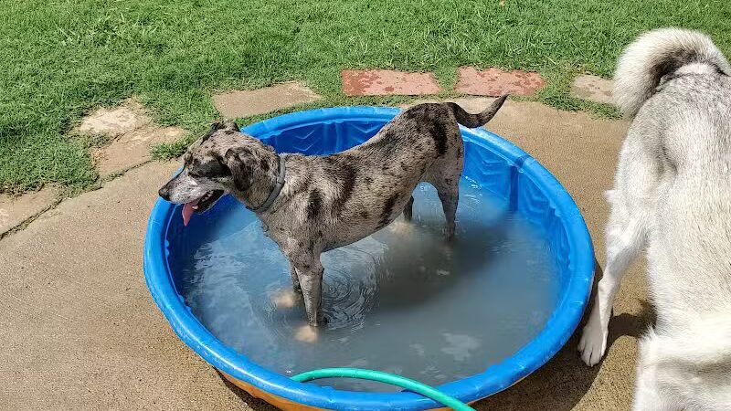 Joe Station Dog Park - Tulsa, OK