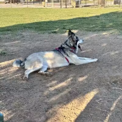 Joe Station Dog Park - Tulsa, OK