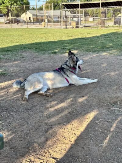 Joe Station Dog Park - Tulsa, OK