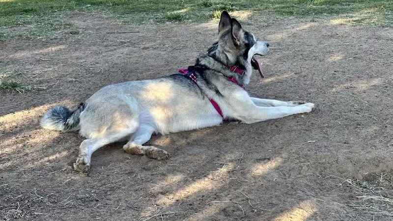 Joe Station Dog Park - Tulsa, OK