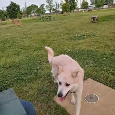 Joe Station Dog Park - Tulsa, OK