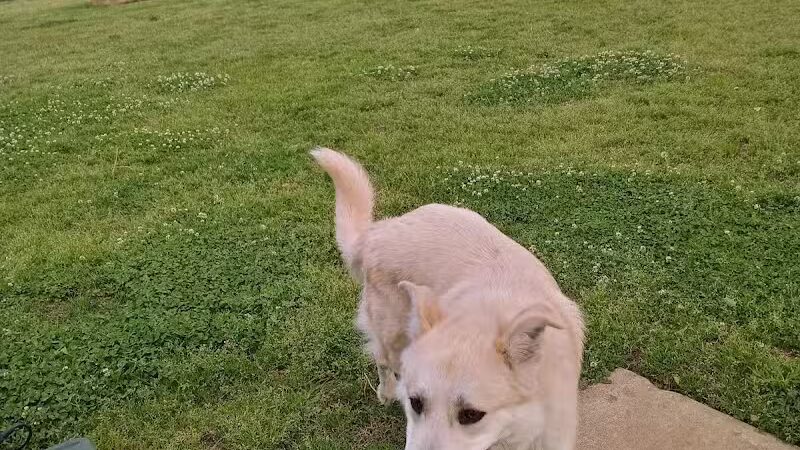 Joe Station Dog Park - Tulsa, OK