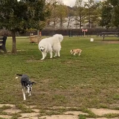 Joe Station Dog Park - Tulsa, OK