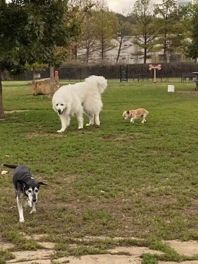 Joe Station Dog Park - Tulsa, OK