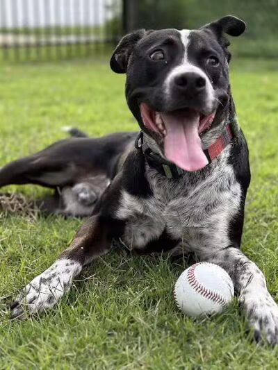 Joe Station Dog Park - Tulsa, OK
