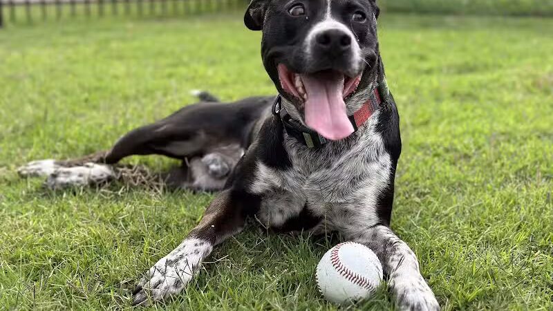 Joe Station Dog Park - Tulsa, OK