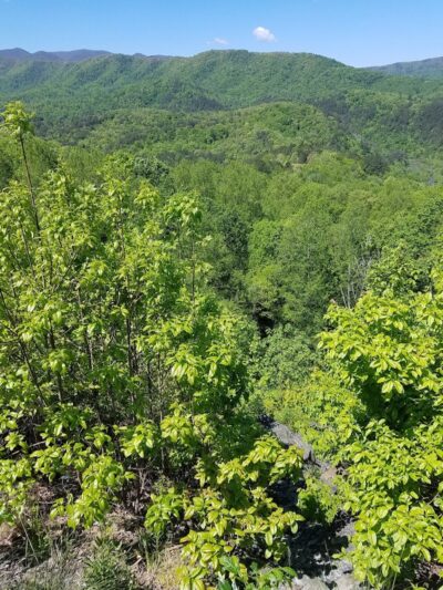 Brush Creek Trailhead - Turtletown, TN
