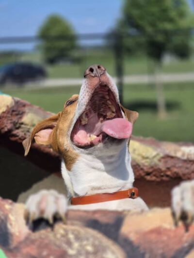 Kelly Lock Memorial Dog Park - Tuscola, IL