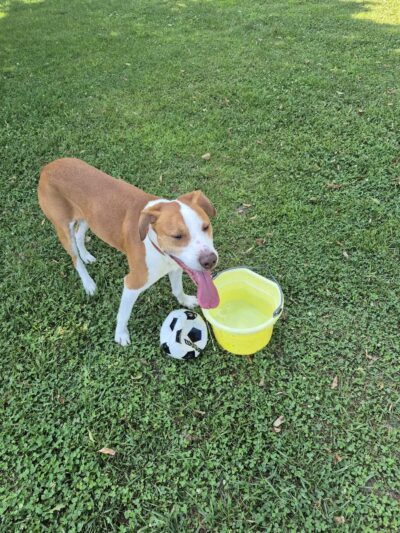 Kelly Lock Memorial Dog Park - Tuscola, IL
