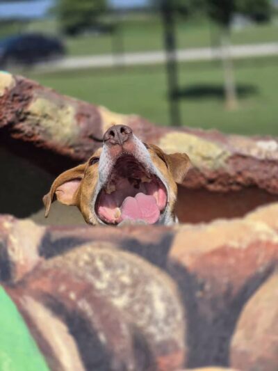 Kelly Lock Memorial Dog Park - Tuscola, IL