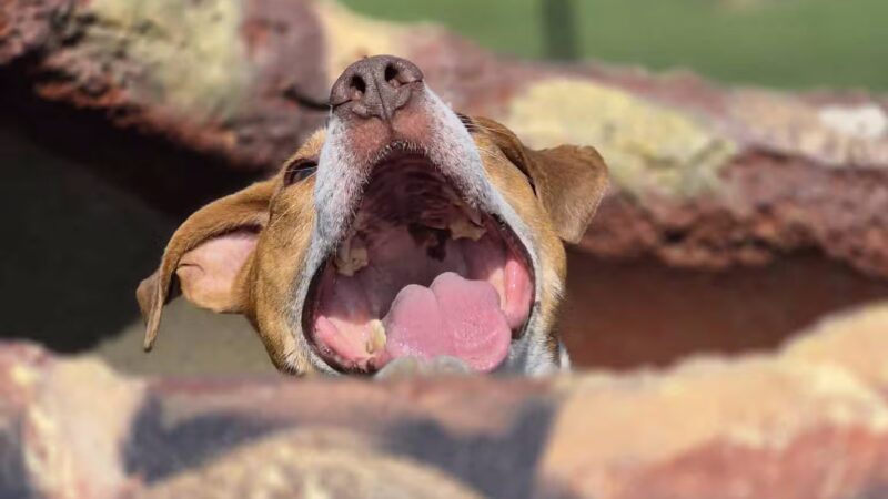 Kelly Lock Memorial Dog Park - Tuscola, IL