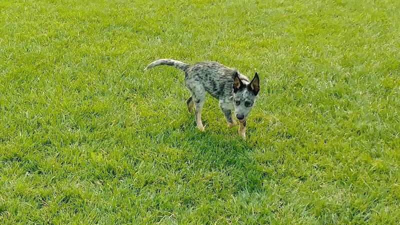 Dog Park