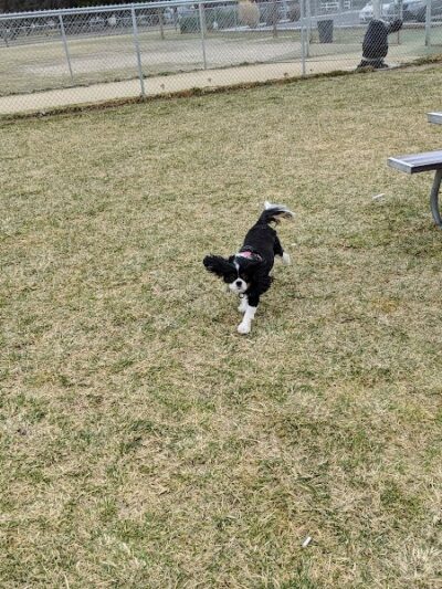 Dog Park