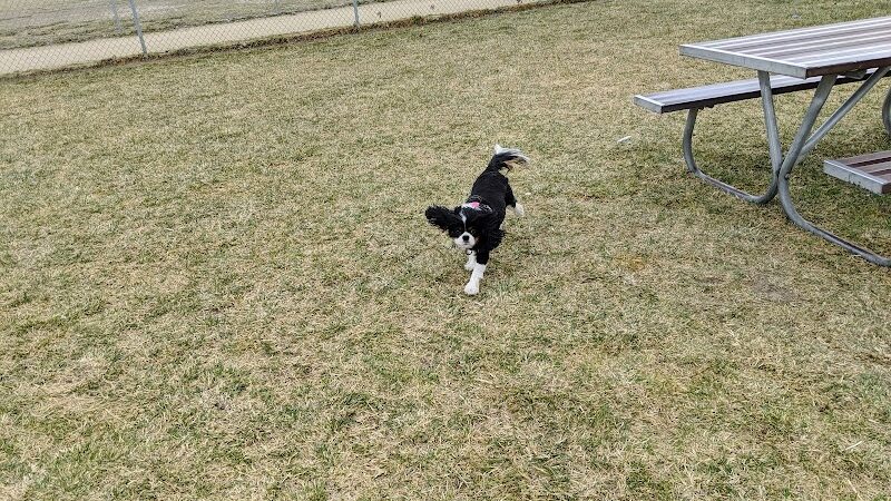 Dog Park