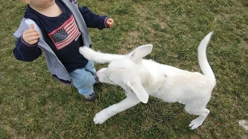 Dog Park