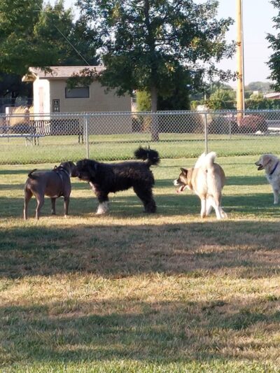 Dog Park