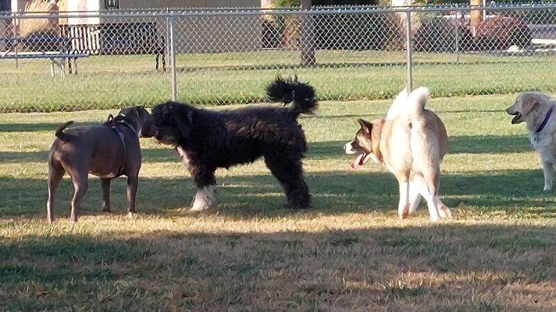 Dog Park