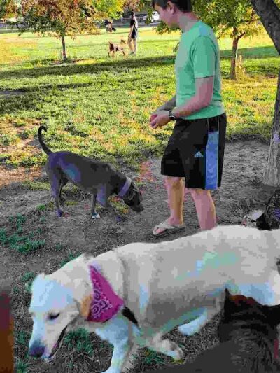 Dog Park