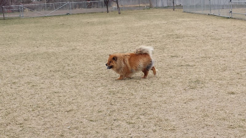 Dog Park