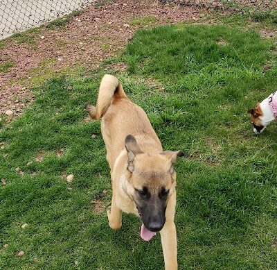 Warren Close Bark Park - Twin Lakes, WI