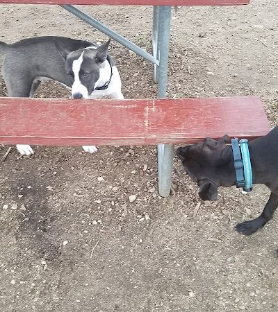 Warren Close Bark Park - Twin Lakes, WI