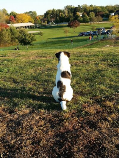 Warren Close Bark Park - Twin Lakes, WI