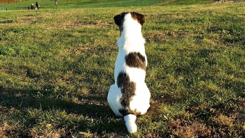 Warren Close Bark Park - Twin Lakes, WI